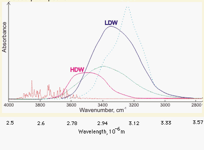 absorption spectra of the low and high density water forms