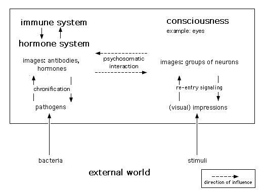 generalization of external stimuli following Edelman's Theory of Neuronal Group Selection