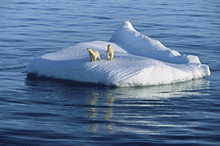 polar bears on iceberg