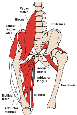 250px-Anterior_Hip_Muscles_2.PNG.png