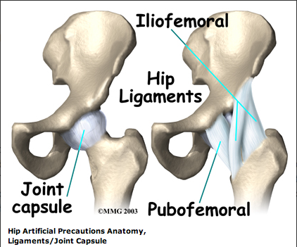 hip_ligaments.png