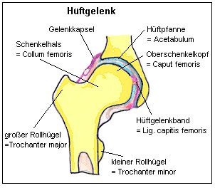 hueftgelenk.jpg